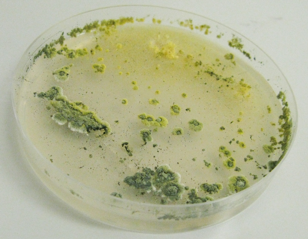 Vyizolované kolonie Trichodermy viride na agaru (PDA)