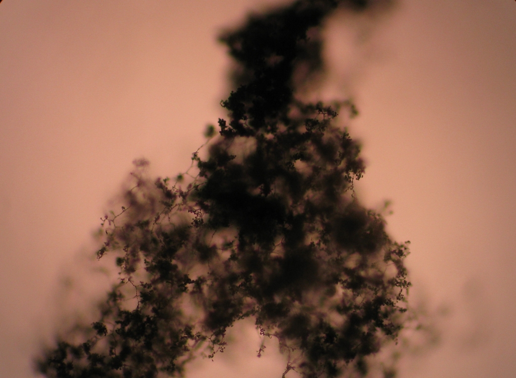 makroskopické snímky konidioforů Trichodermy viride