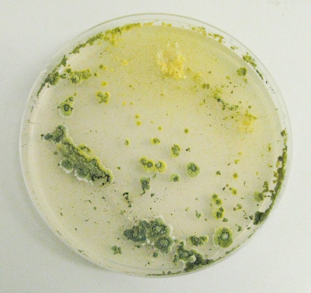 vyizolované kolonie Trichodermy viride na agaru (PDA)